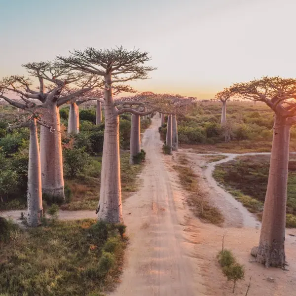 גלו את פיאנרנצואה – הסוד השמור של ברזיל מצפה לכם