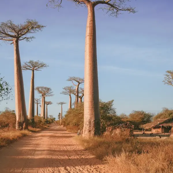 מורונדבה: נקודת המוצא להרפתקאות ובאובבים במדגסקר