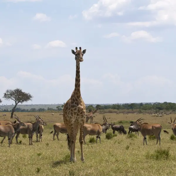"התאהבות בטבע: הרפתקה בלתי נשכחת בשמורת מסאי מארה"