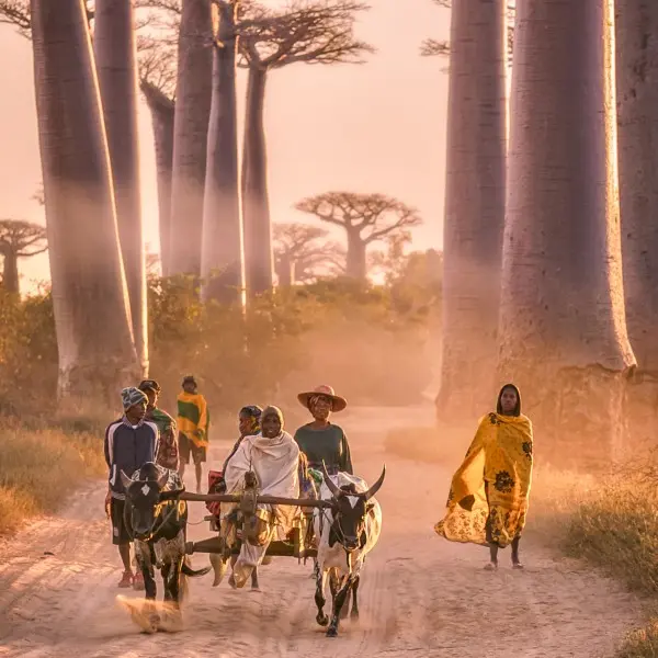 גלו את הקסם של אנטננריבו – הלב התוסס של מדגסקר!