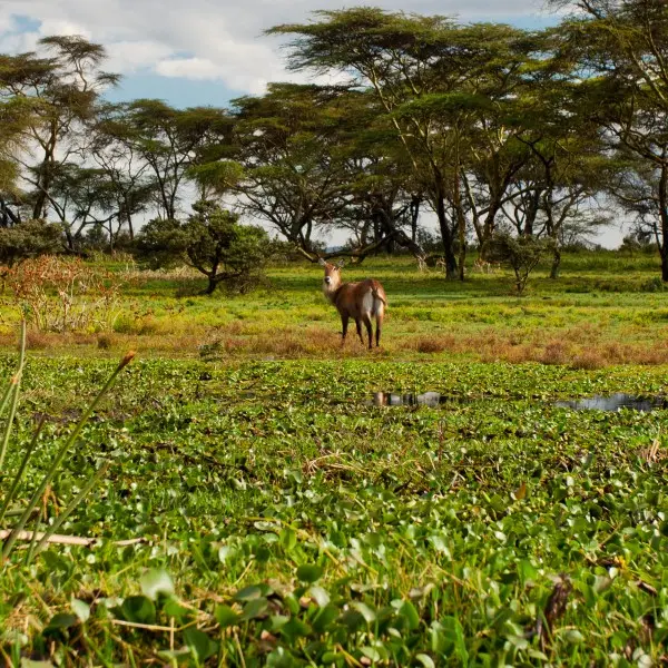 חוויית טבע מרתקת בנייבשה: הקסם האפריקאי מחכה לכם